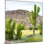 ¡Viva Mexico! Square Collection - Mexican Cactus II-Philippe Hugonnard-Mounted Photographic Print