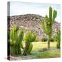 ¡Viva Mexico! Square Collection - Mexican Cactus II-Philippe Hugonnard-Stretched Canvas