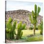 ¡Viva Mexico! Square Collection - Mexican Cactus II-Philippe Hugonnard-Stretched Canvas