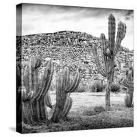 ¡Viva Mexico! Square Collection - Mexican Cactus III-Philippe Hugonnard-Stretched Canvas