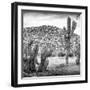 ¡Viva Mexico! Square Collection - Mexican Cactus III-Philippe Hugonnard-Framed Photographic Print