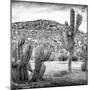 ¡Viva Mexico! Square Collection - Mexican Cactus III-Philippe Hugonnard-Mounted Photographic Print