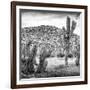 ¡Viva Mexico! Square Collection - Mexican Cactus III-Philippe Hugonnard-Framed Photographic Print