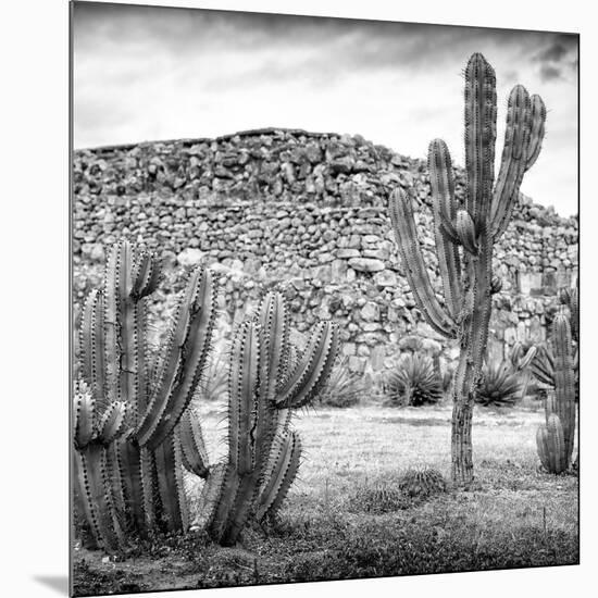 ¡Viva Mexico! Square Collection - Mexican Cactus III-Philippe Hugonnard-Mounted Photographic Print