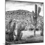 ¡Viva Mexico! Square Collection - Mexican Cactus III-Philippe Hugonnard-Mounted Photographic Print