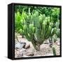 ¡Viva Mexico! Square Collection - Mexican Cactus-Philippe Hugonnard-Framed Stretched Canvas