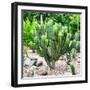 ¡Viva Mexico! Square Collection - Mexican Cactus-Philippe Hugonnard-Framed Photographic Print