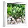 ¡Viva Mexico! Square Collection - Mexican Cactus-Philippe Hugonnard-Framed Photographic Print