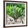 ¡Viva Mexico! Square Collection - Mexican Cactus-Philippe Hugonnard-Framed Photographic Print