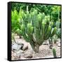 ¡Viva Mexico! Square Collection - Mexican Cactus-Philippe Hugonnard-Framed Stretched Canvas