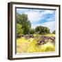 ¡Viva Mexico! Square Collection - Mexican Vegetation-Philippe Hugonnard-Framed Photographic Print