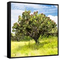 ¡Viva Mexico! Square Collection - Prickly Pear Cactus I-Philippe Hugonnard-Framed Stretched Canvas