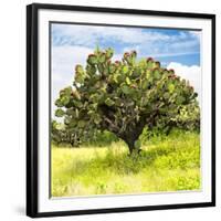 ¡Viva Mexico! Square Collection - Prickly Pear Cactus I-Philippe Hugonnard-Framed Photographic Print