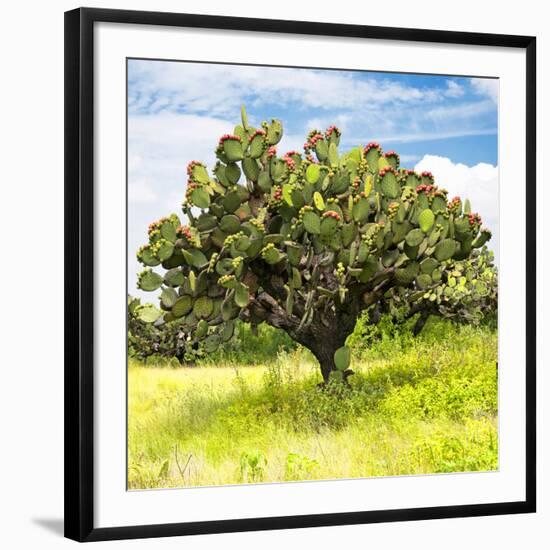 ¡Viva Mexico! Square Collection - Prickly Pear Cactus I-Philippe Hugonnard-Framed Photographic Print