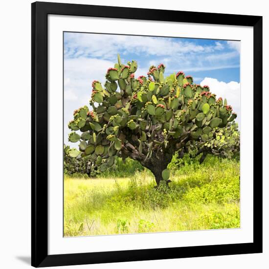 ¡Viva Mexico! Square Collection - Prickly Pear Cactus I-Philippe Hugonnard-Framed Photographic Print