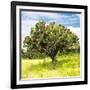 ¡Viva Mexico! Square Collection - Prickly Pear Cactus I-Philippe Hugonnard-Framed Photographic Print