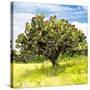 ¡Viva Mexico! Square Collection - Prickly Pear Cactus I-Philippe Hugonnard-Stretched Canvas