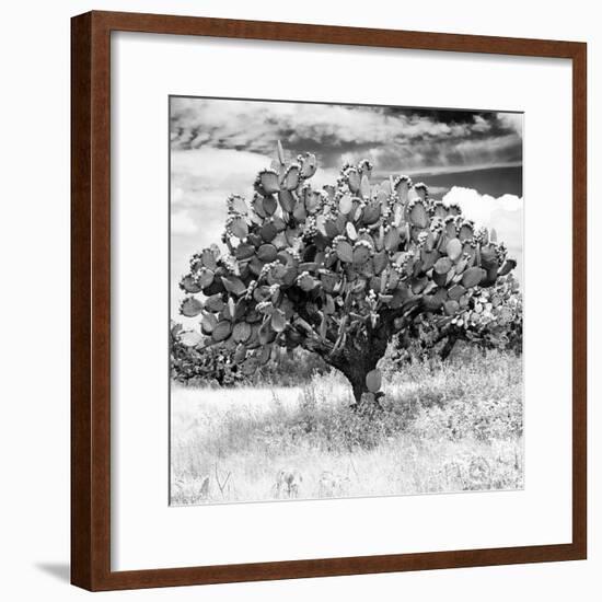 ¡Viva Mexico! Square Collection - Prickly Pear Cactus II-Philippe Hugonnard-Framed Photographic Print