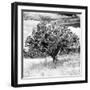 ¡Viva Mexico! Square Collection - Prickly Pear Cactus II-Philippe Hugonnard-Framed Photographic Print