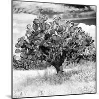 ¡Viva Mexico! Square Collection - Prickly Pear Cactus II-Philippe Hugonnard-Mounted Photographic Print