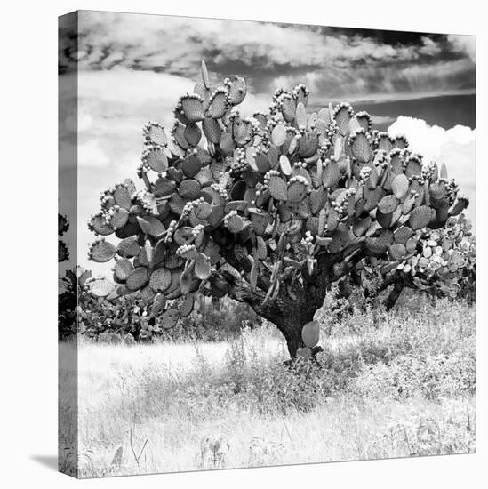 ¡Viva Mexico! Square Collection - Prickly Pear Cactus II-Philippe Hugonnard-Stretched Canvas