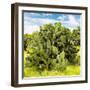 ¡Viva Mexico! Square Collection - Prickly Pear Cactus III-Philippe Hugonnard-Framed Photographic Print