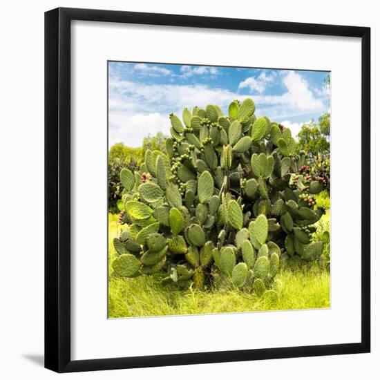 ¡Viva Mexico! Square Collection - Prickly Pear Cactus III-Philippe Hugonnard-Framed Photographic Print