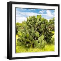 ¡Viva Mexico! Square Collection - Prickly Pear Cactus III-Philippe Hugonnard-Framed Photographic Print