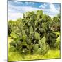 ¡Viva Mexico! Square Collection - Prickly Pear Cactus III-Philippe Hugonnard-Mounted Photographic Print