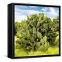 ¡Viva Mexico! Square Collection - Prickly Pear Cactus III-Philippe Hugonnard-Framed Stretched Canvas