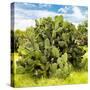 ¡Viva Mexico! Square Collection - Prickly Pear Cactus III-Philippe Hugonnard-Stretched Canvas