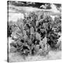 ¡Viva Mexico! Square Collection - Prickly Pear Cactus IV-Philippe Hugonnard-Stretched Canvas