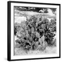 ¡Viva Mexico! Square Collection - Prickly Pear Cactus IV-Philippe Hugonnard-Framed Photographic Print