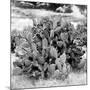¡Viva Mexico! Square Collection - Prickly Pear Cactus IV-Philippe Hugonnard-Mounted Photographic Print