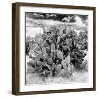 ¡Viva Mexico! Square Collection - Prickly Pear Cactus IV-Philippe Hugonnard-Framed Photographic Print