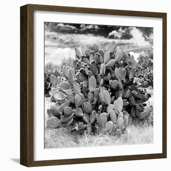 ¡Viva Mexico! Square Collection - Prickly Pear Cactus IV-Philippe Hugonnard-Framed Photographic Print