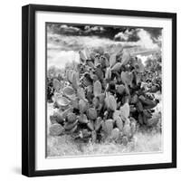 ¡Viva Mexico! Square Collection - Prickly Pear Cactus IV-Philippe Hugonnard-Framed Photographic Print