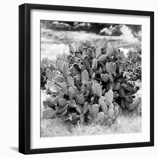 ¡Viva Mexico! Square Collection - Prickly Pear Cactus IV-Philippe Hugonnard-Framed Photographic Print