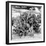 ¡Viva Mexico! Square Collection - Prickly Pear Cactus IV-Philippe Hugonnard-Framed Photographic Print