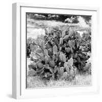 ¡Viva Mexico! Square Collection - Prickly Pear Cactus IV-Philippe Hugonnard-Framed Photographic Print