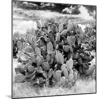 ¡Viva Mexico! Square Collection - Prickly Pear Cactus IV-Philippe Hugonnard-Mounted Photographic Print