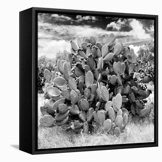 ¡Viva Mexico! Square Collection - Prickly Pear Cactus IV-Philippe Hugonnard-Framed Stretched Canvas