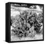 ¡Viva Mexico! Square Collection - Prickly Pear Cactus IV-Philippe Hugonnard-Framed Stretched Canvas