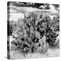 ¡Viva Mexico! Square Collection - Prickly Pear Cactus IV-Philippe Hugonnard-Stretched Canvas