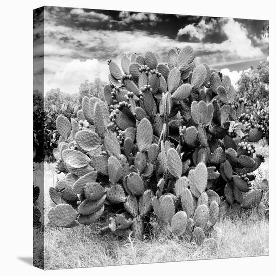 ¡Viva Mexico! Square Collection - Prickly Pear Cactus IV-Philippe Hugonnard-Stretched Canvas