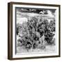 ¡Viva Mexico! Square Collection - Prickly Pear Cactus IV-Philippe Hugonnard-Framed Premium Photographic Print