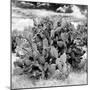 ¡Viva Mexico! Square Collection - Prickly Pear Cactus IV-Philippe Hugonnard-Mounted Premium Photographic Print