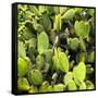 ?Viva Mexico! Square Collection - Prickly Pear Cactus V-Philippe Hugonnard-Framed Stretched Canvas