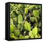 ?Viva Mexico! Square Collection - Prickly Pear Cactus V-Philippe Hugonnard-Framed Stretched Canvas