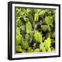 ?Viva Mexico! Square Collection - Prickly Pear Cactus V-Philippe Hugonnard-Framed Photographic Print